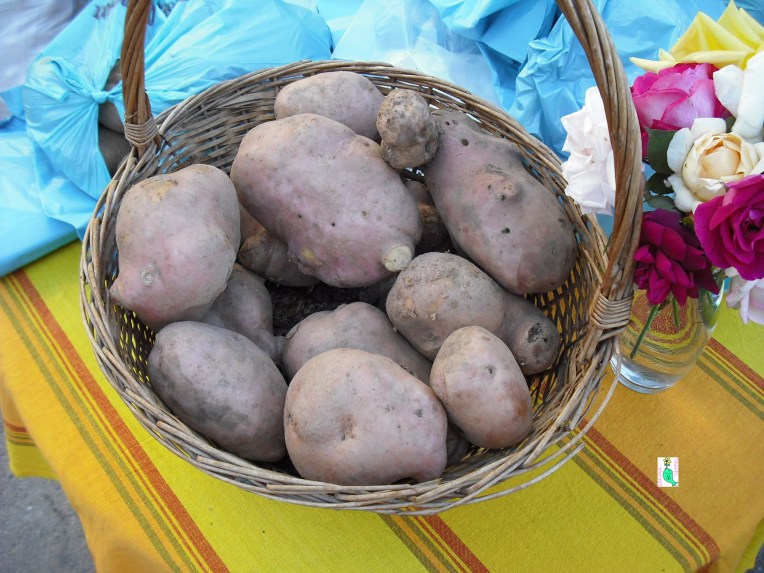 Potatoes of Gavoi