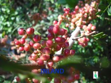 lentischio-2-2[1]NEW