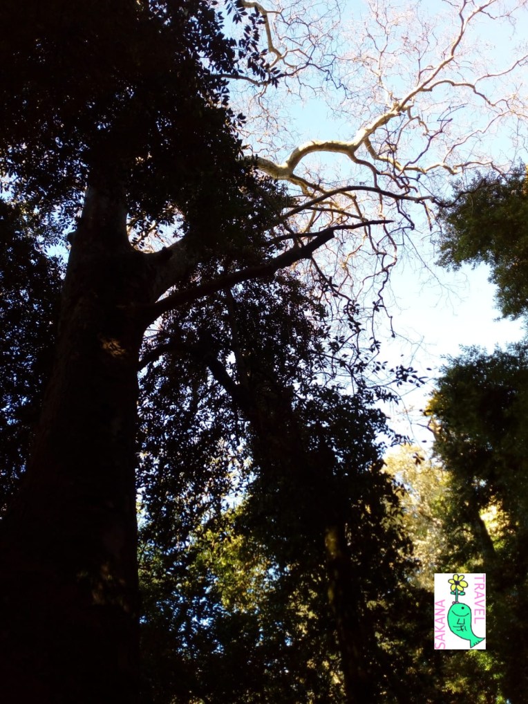 Parco Aymerich Trees Laconi Sakanatravel